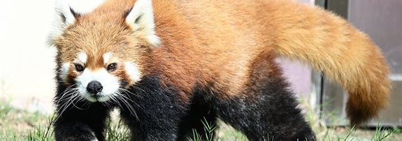 レッサーパンダ  / アドベンチャーワールドプレスリリースより