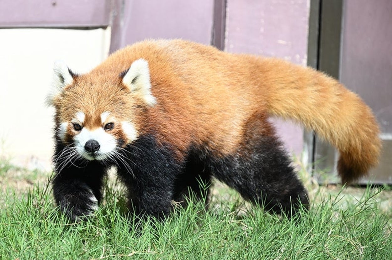 レッサーパンダ  / アドベンチャーワールドプレスリリースより