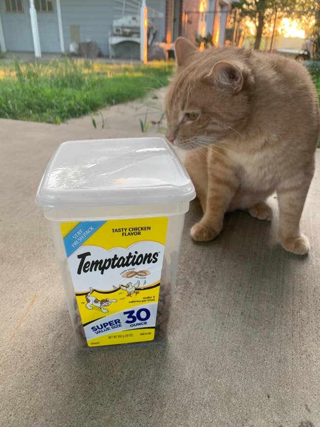 Cat sitting by a ample instrumentality of Temptations feline treats labeled