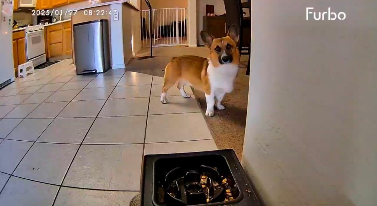 A corgi stands connected  a tiled room  level  adjacent   a favored  camera, looking curiously toward it