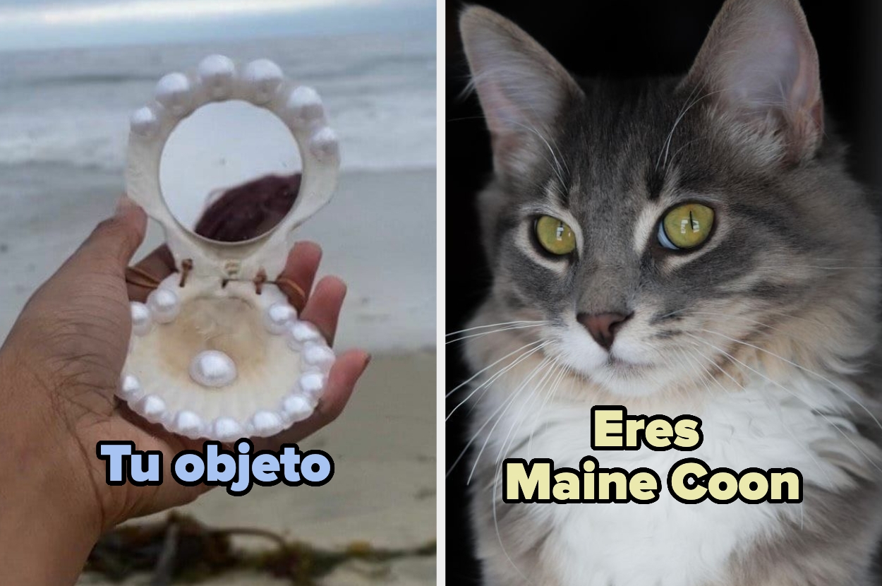 A person holds an open seashell with a pearl inside on a beach. Next to it is a Maine Coon cat with the text: "Tu objeto" and "Eres Maine Coon."