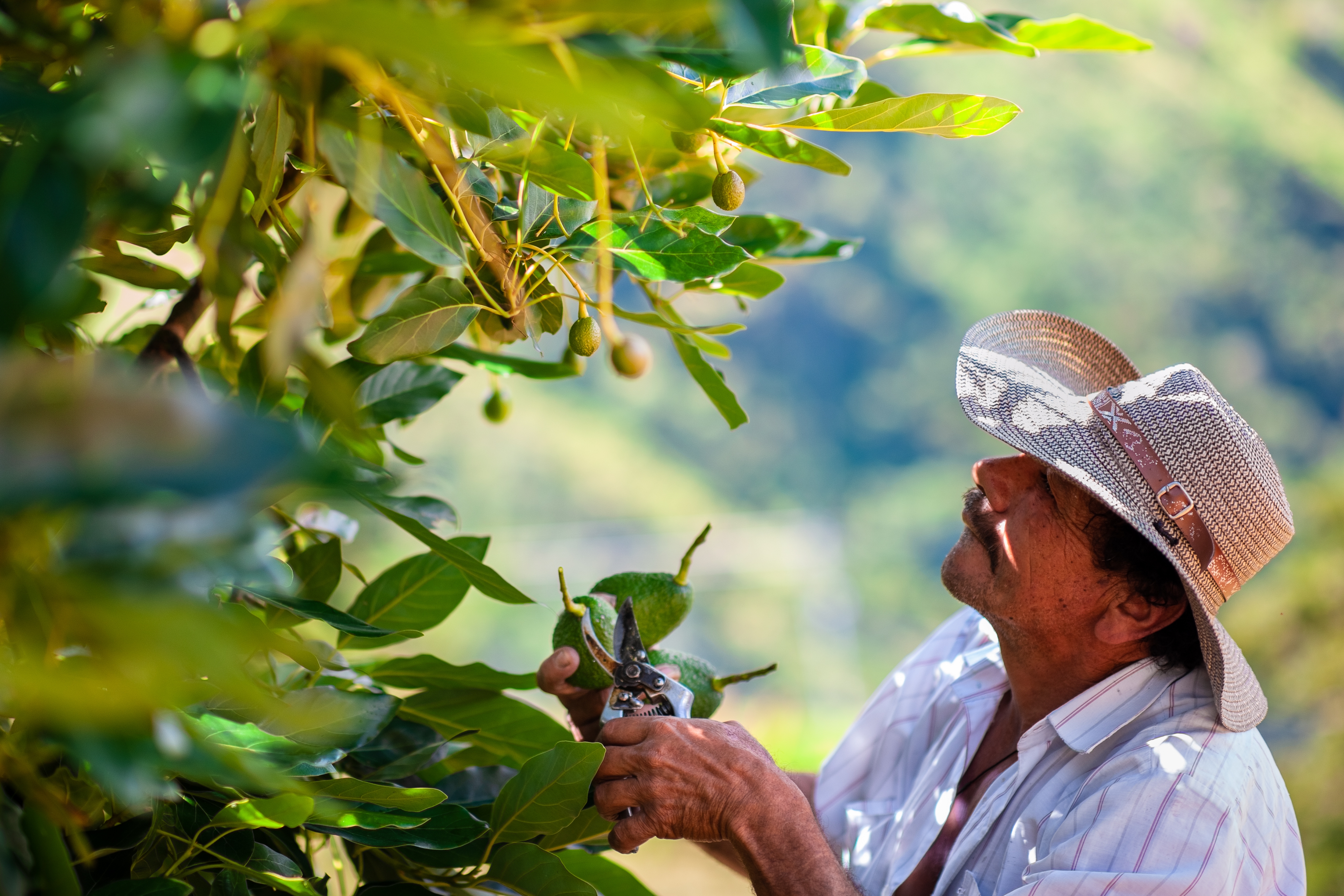 Person in a hat using gardening shears to prune branches of a fruit tree