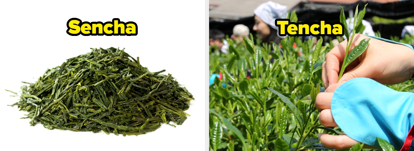 Sencha and Tencha comparison: Dried Sencha leaves on left; hands picking fresh Tencha leaves on right