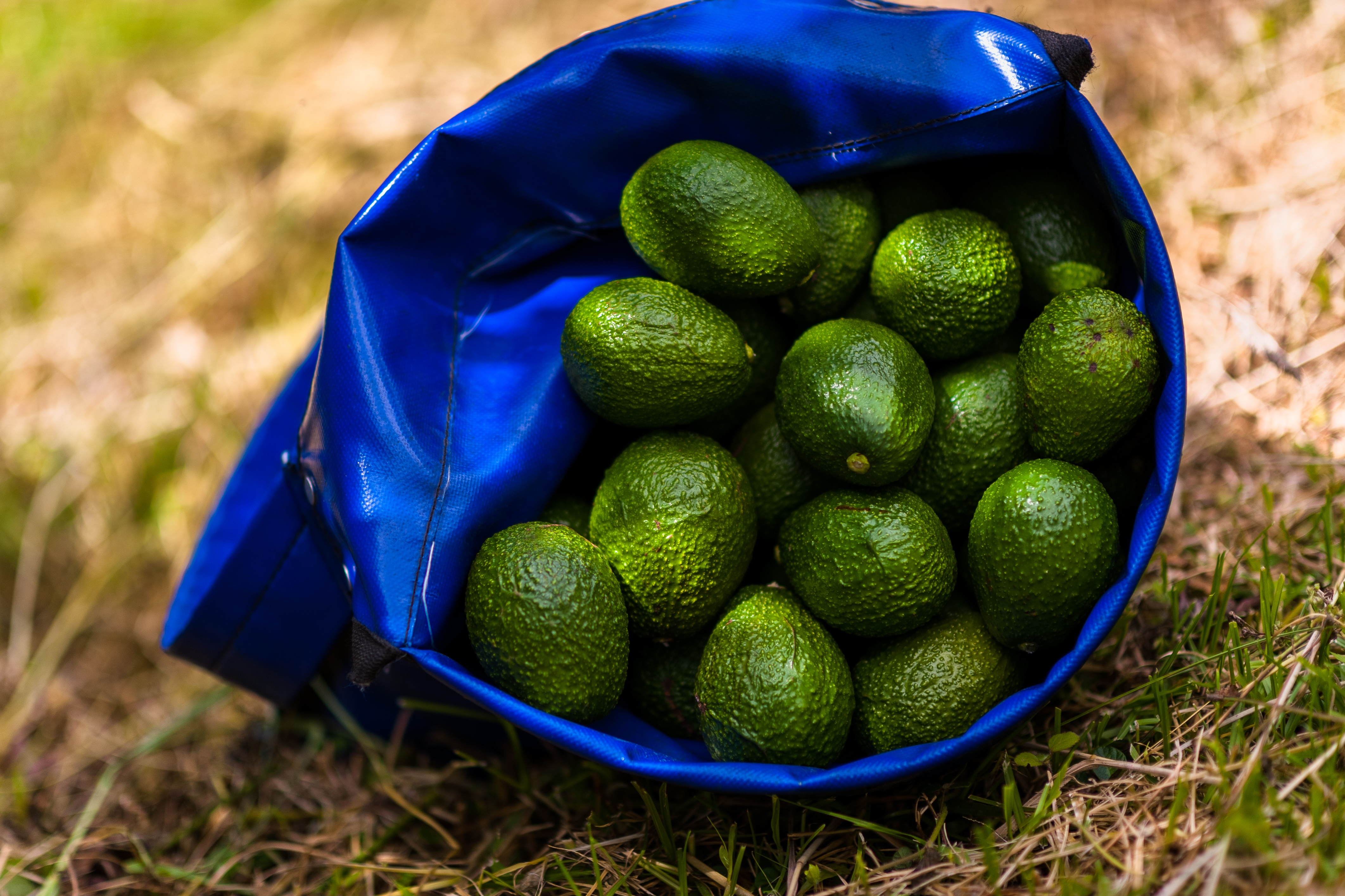 Bag filled with avocados on grass