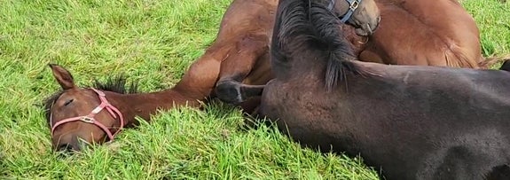すごい姿勢でお昼寝をする馬（追分ファーム（公式）のXアカウントより）