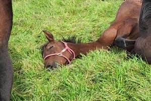 すごい姿勢でお昼寝をする馬(追分ファーム(公式)のXアカウントより)