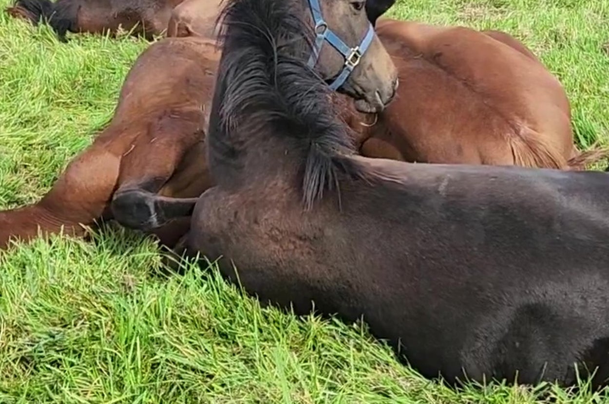 すごい姿勢でお昼寝をする馬（追分ファーム（公式）のXアカウントより）