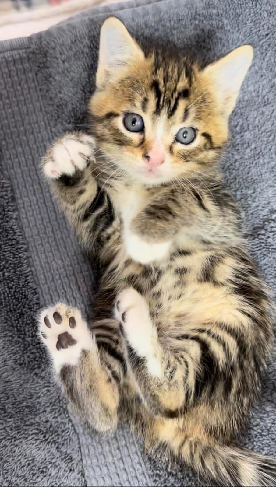 Kitten lying on a blanket, looking up with wide eyes, one paw raised. Suitable for articles on pet accessories or shopping for cats
