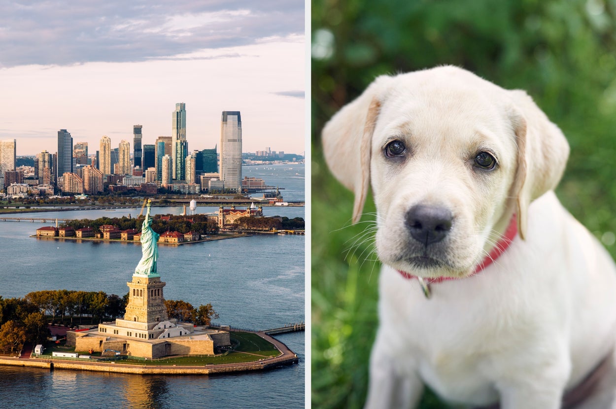 On left, aerial view of Statue of Liberty and New York City skyline. On right, close-up of a Labrador puppy with a red collar