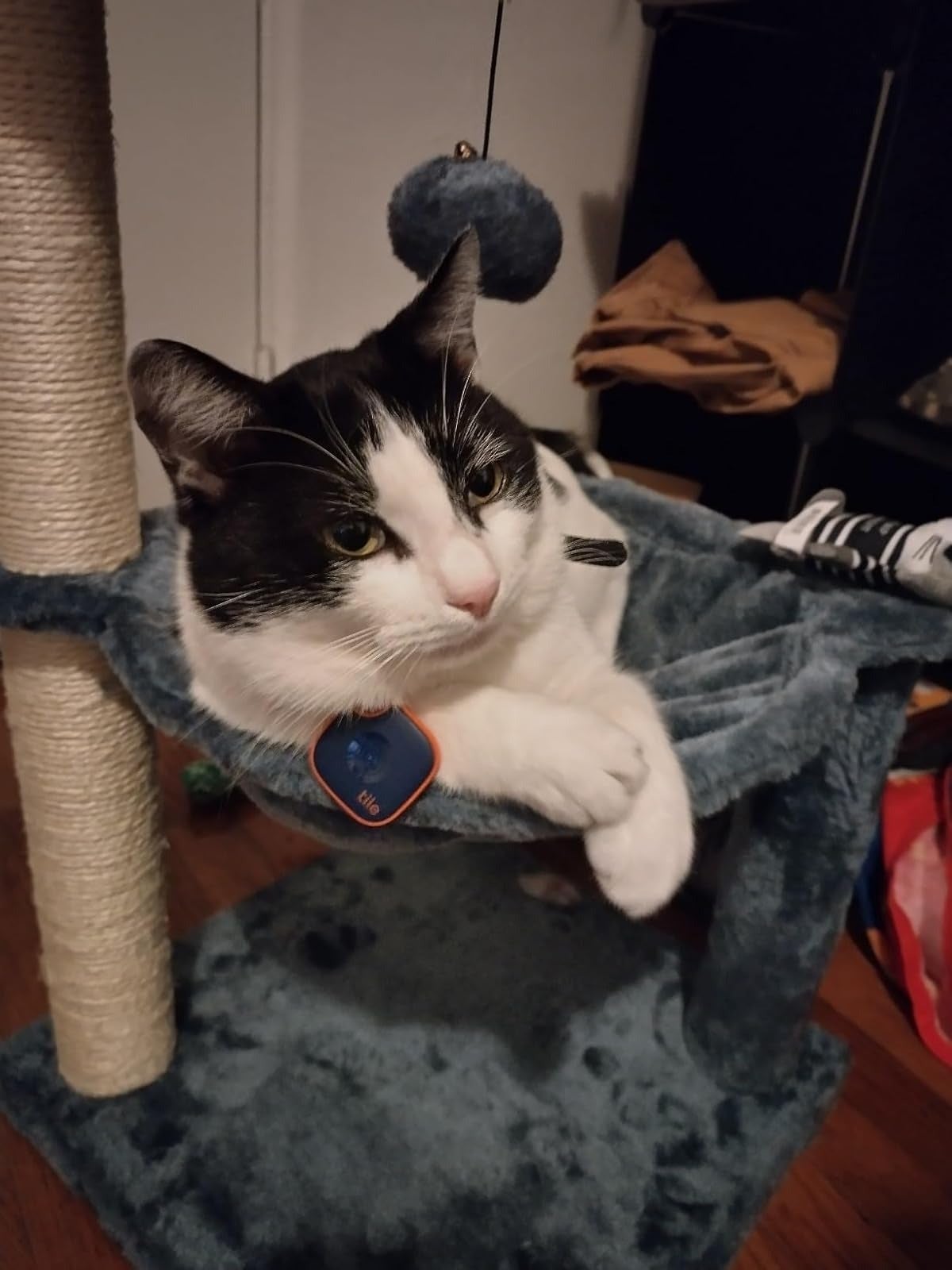 Cat lounging successful  a hammock connected  a feline  histrion   indoors, with a navy bluish  Tile tracker connected  their collar