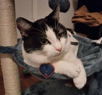 Cat lounging successful a hammock connected a feline histrion indoors, with a navy bluish Tile tracker connected their collar