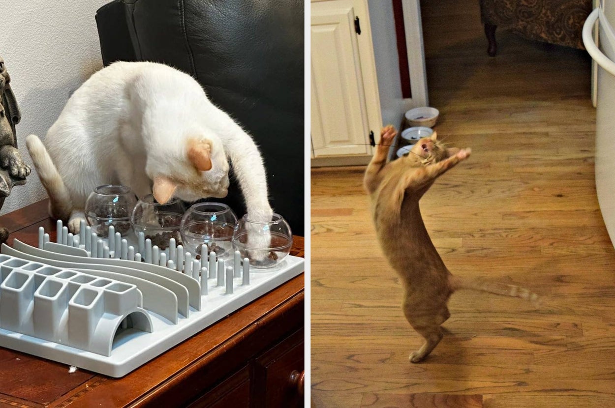 Two cats sharing a stick on the left; a gray and white cat sitting on a corrugated cardboard scratcher on the right, in a living room setting