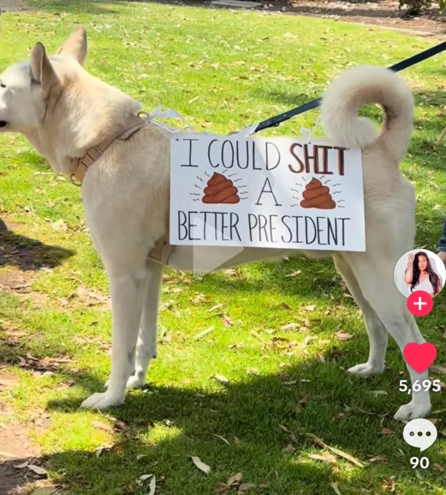 Dog successful  a parkland  with a humorous protestation  motion   speechmaking  "I could poop a amended  president," featuring poop emojis