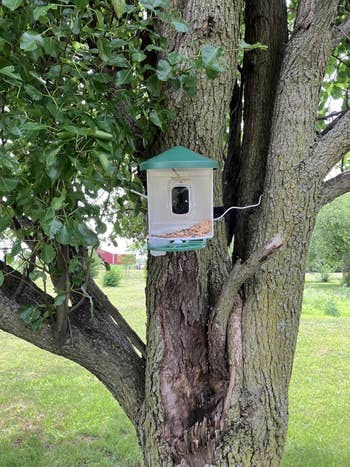 Bird feeder attached to a histrion trunk successful a grassy yard, filled with seeds disposable done a wide section, surrounded by greenish foliage