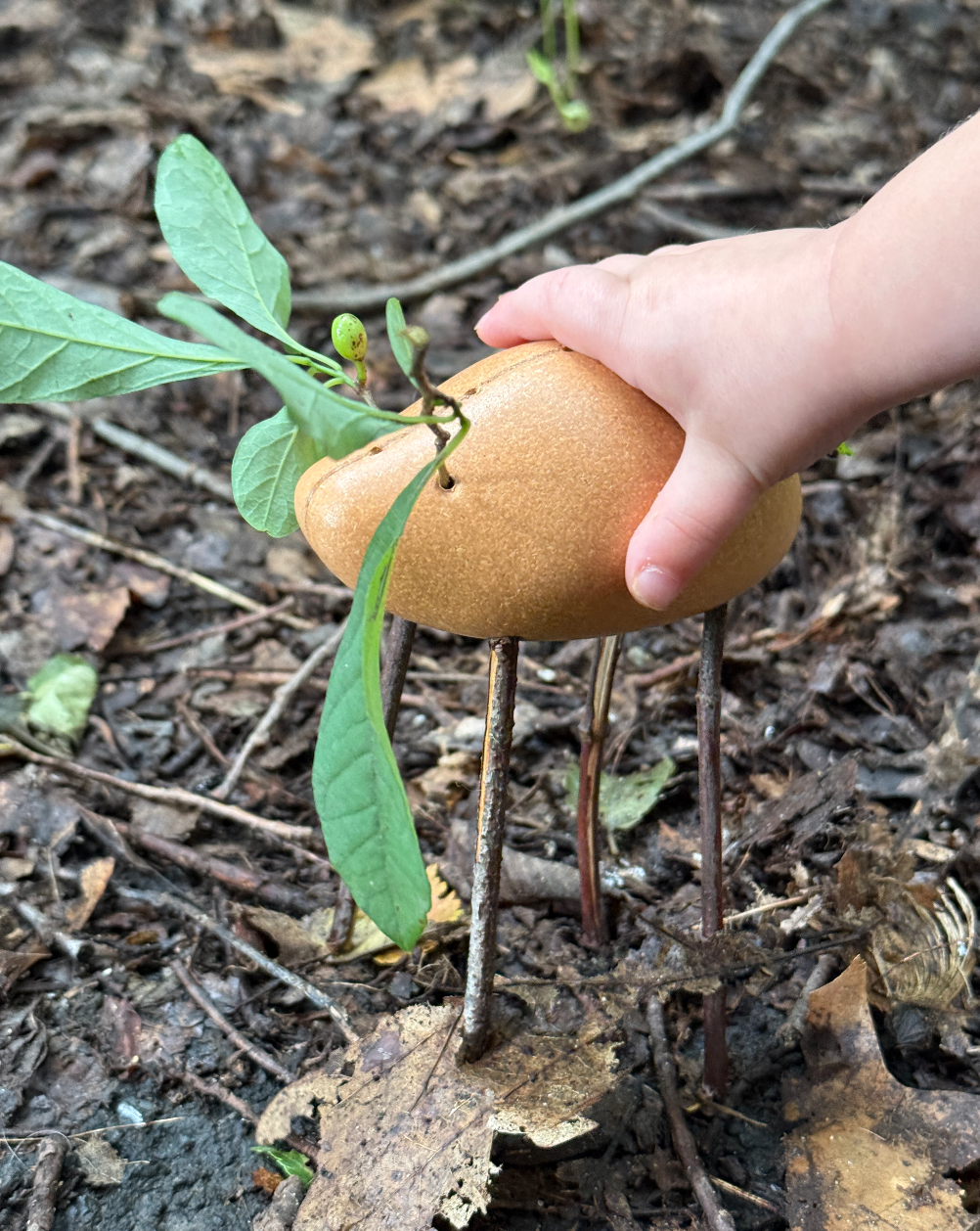 A child's hand holding a plant growing through a broken egg in a forest setting