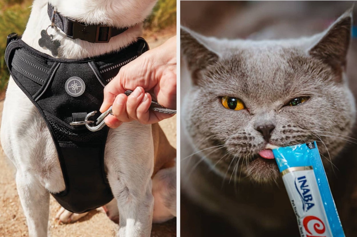 Dog wearing a harness being clipped to a leash; cat amusingly biting a snack package