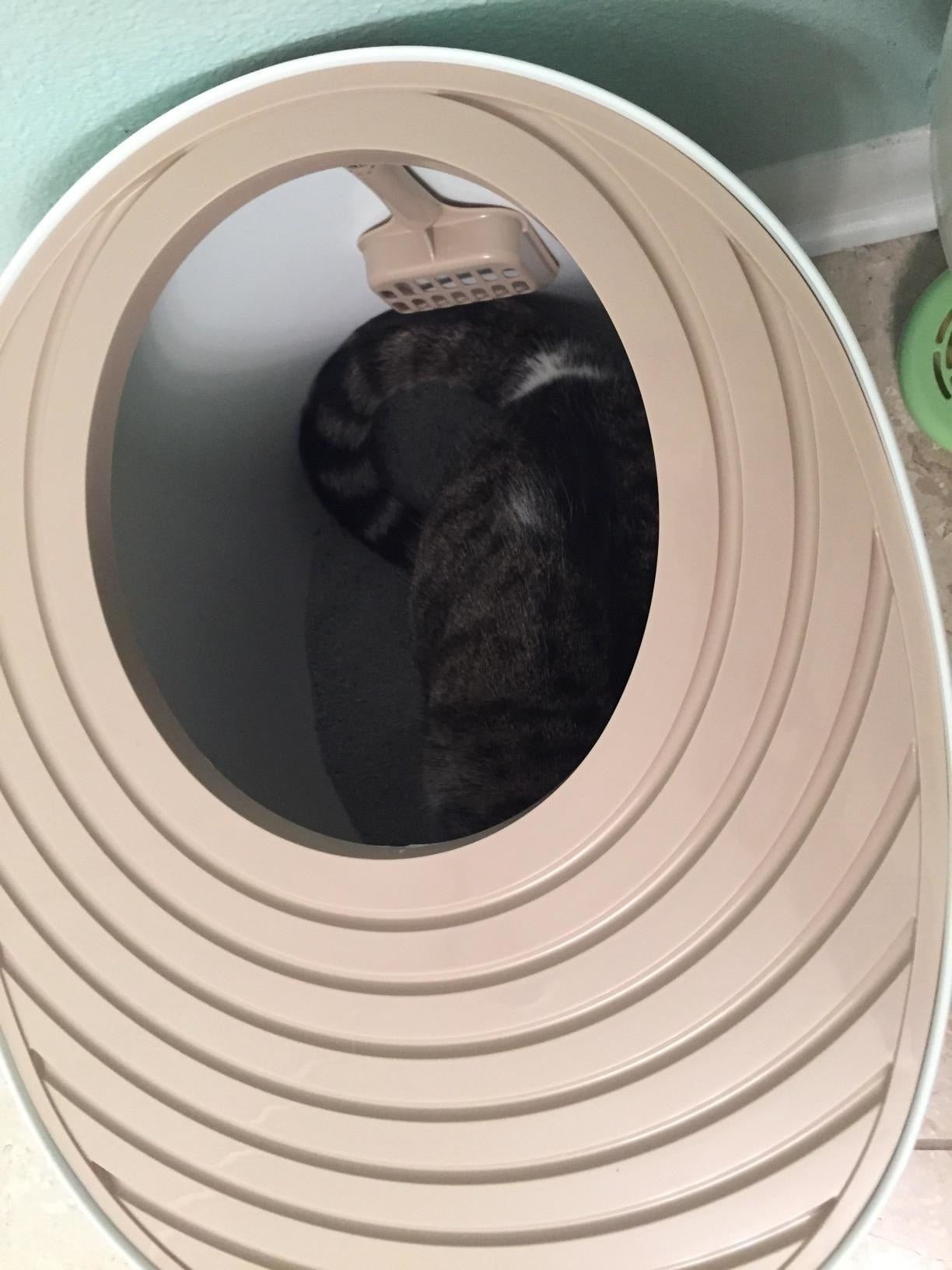 Cat curled up inside a modern, oval-shaped litter box