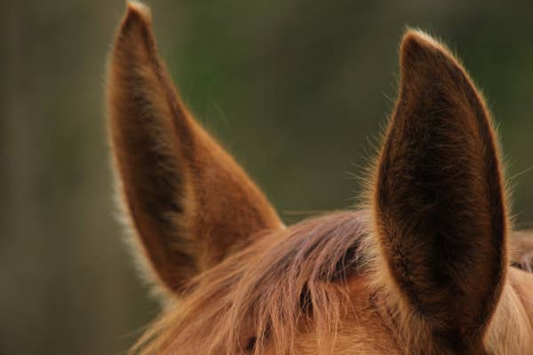 Close-up of a horse\&\#x27;s ears