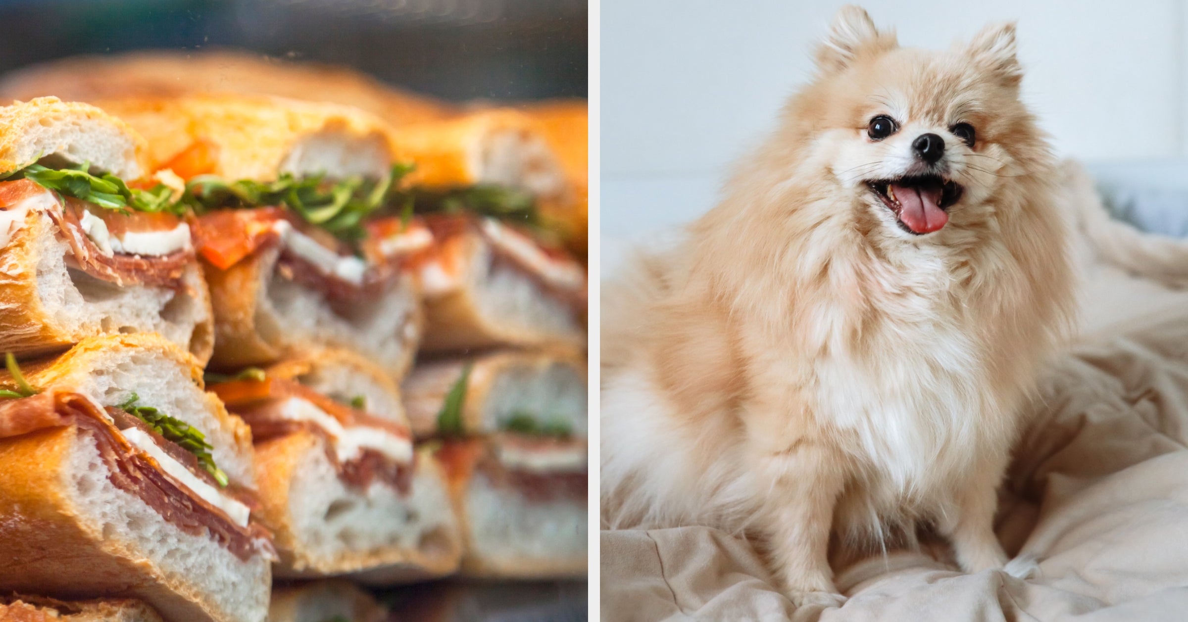Choose Sandwiches To Determine What Kind Of Dog You Are!