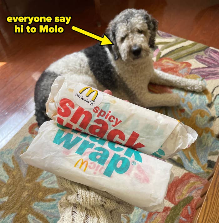 A person's hand holds two wrapped snack wraps with a dog lounging on a patterned rug in the background