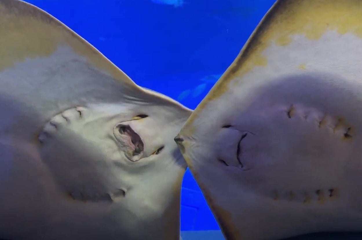 ものすごく怒られるエイ(深海魚ブランドLavca.mのXアカウントより)