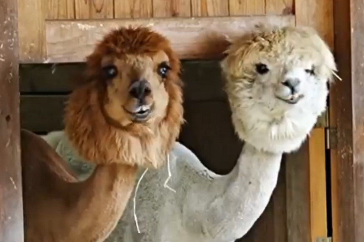 2頭のアルパカ / 市川市動植物園のX(@ichikawa_zoo)より