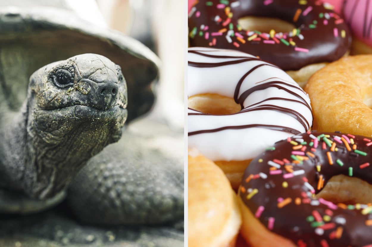 Tortoise on the left side, assorted donuts on the right side, including chocolate and vanilla glazed with sprinkles