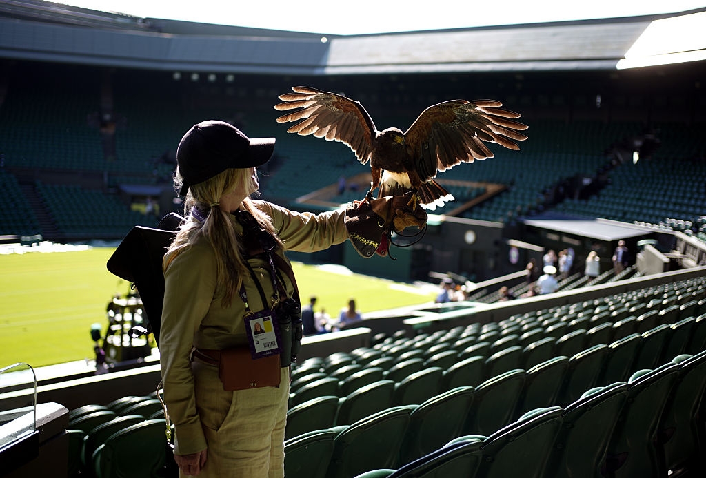 Person with a hawk on an outstretched arm stands in an empty stadium