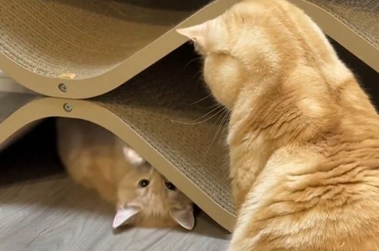 2匹の猫がキャットタワーで遊んでいる様子。1匹はタワーの下に隠れ、もう1匹は外側から覗いている。