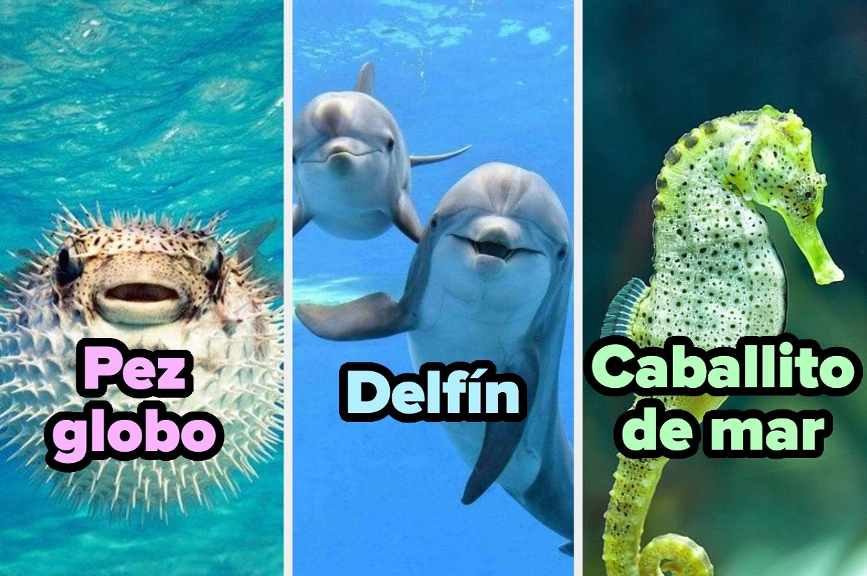 Tres imágenes de animales marinos con texto: pez globo, dos delfines y un caballito de mar