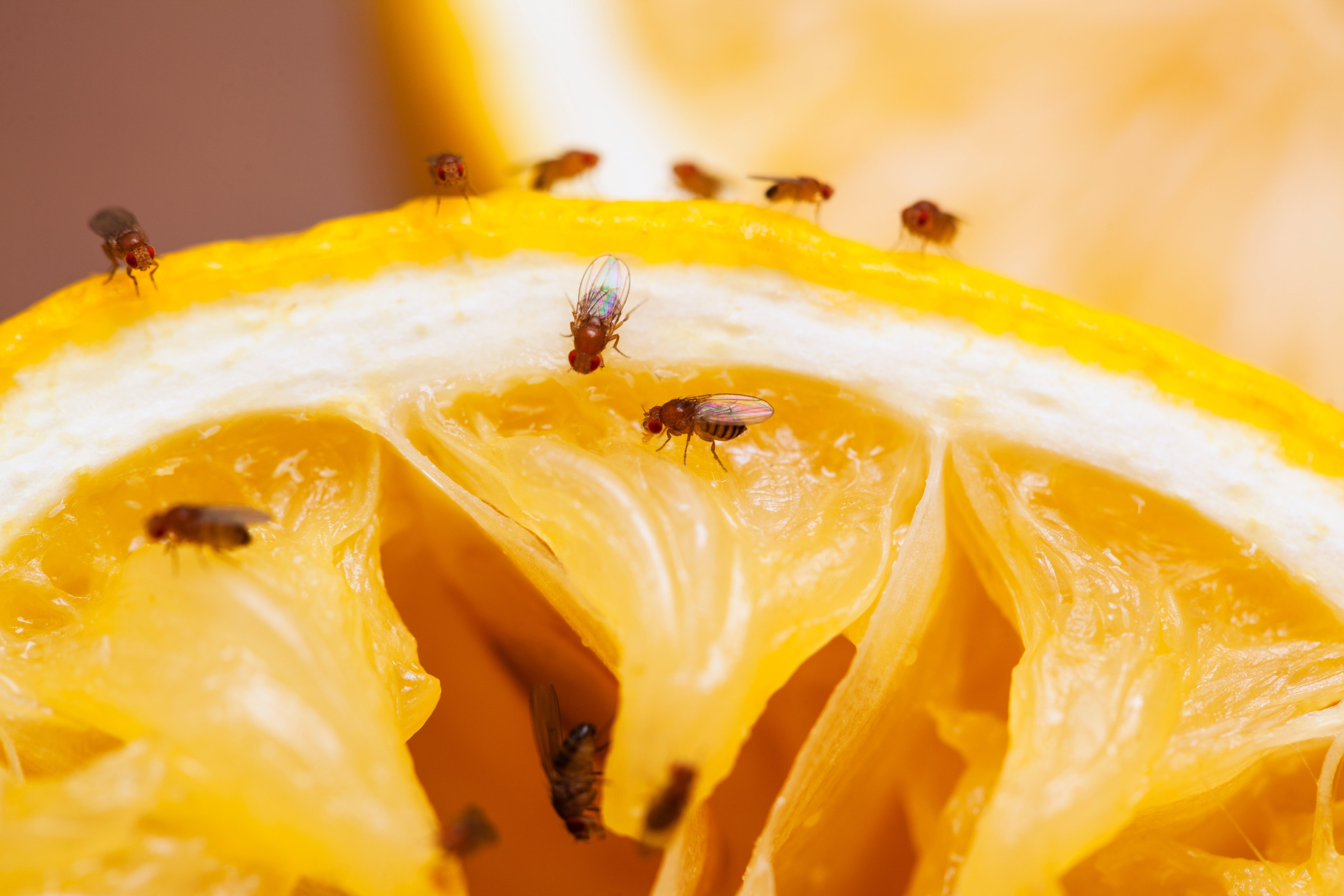 Tampilan jarak dekat dari lalat buah pada irisan lemon