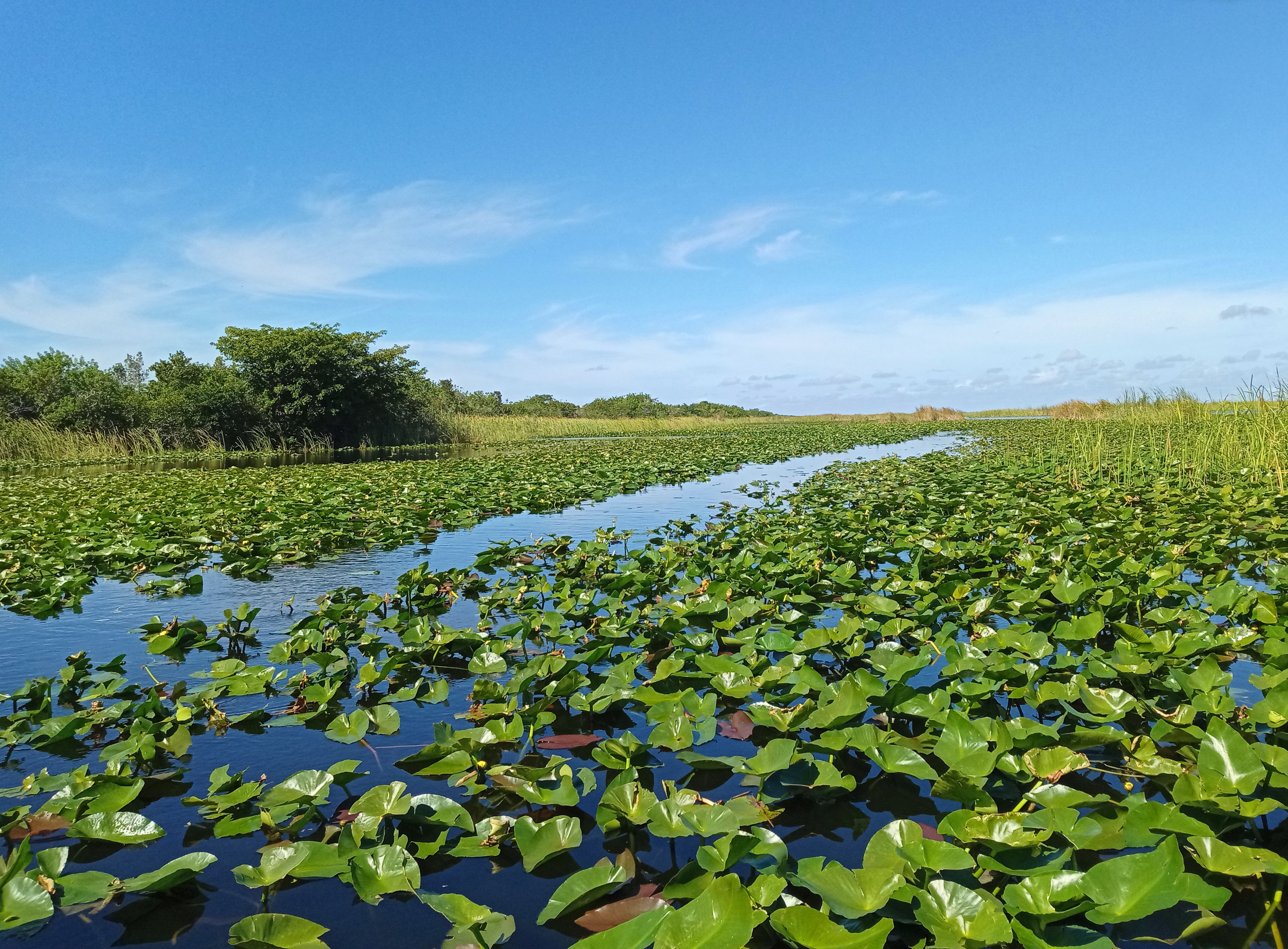 Frodig våtmarkslandskap med vannliljer som dekker en rolig vannvei, omgitt av grøntområder under en klar himmel