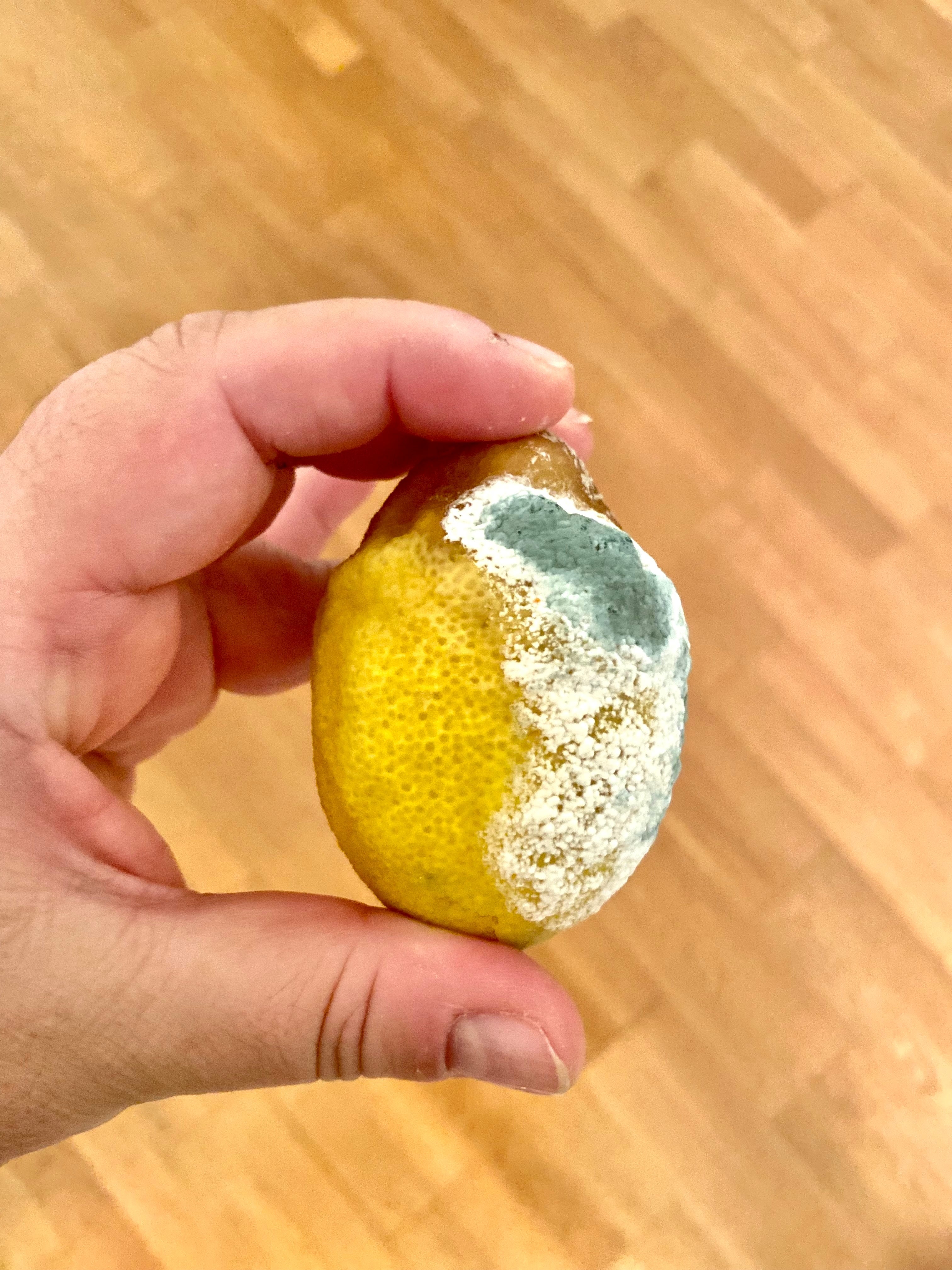 Sebuah tangan memegang lemon dengan separuh permukaannya ditutupi jamur putih dan hijau, menonjolkan pembusukan