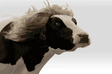 Cow with a windswept hairdo resembles a stylized fashion look, adding a humorous twist to the image