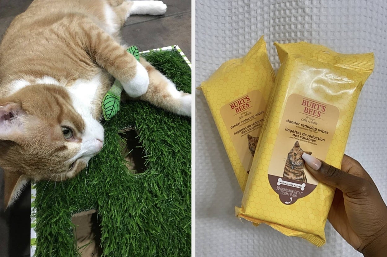Cat resting on a grass scratching post; hand holding Burt's Bees cat grooming wipes