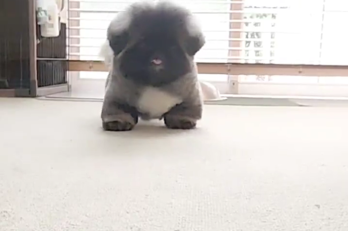 飼い主さんに向かい元気に歩いてくる朱鞠くん/しゅまりさんのXアカウント