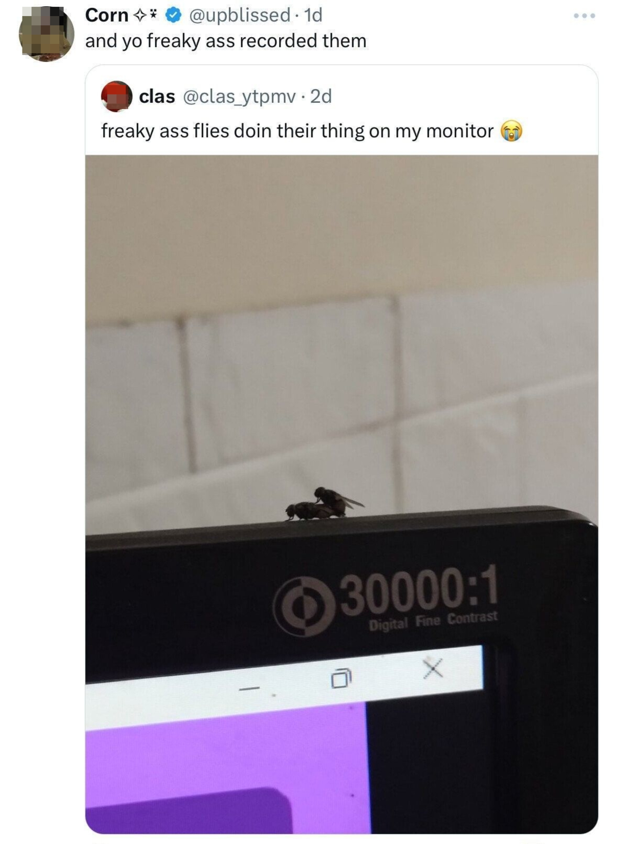 Close-up of two flies on a computer monitor edge, with tweets joking about recording their interaction