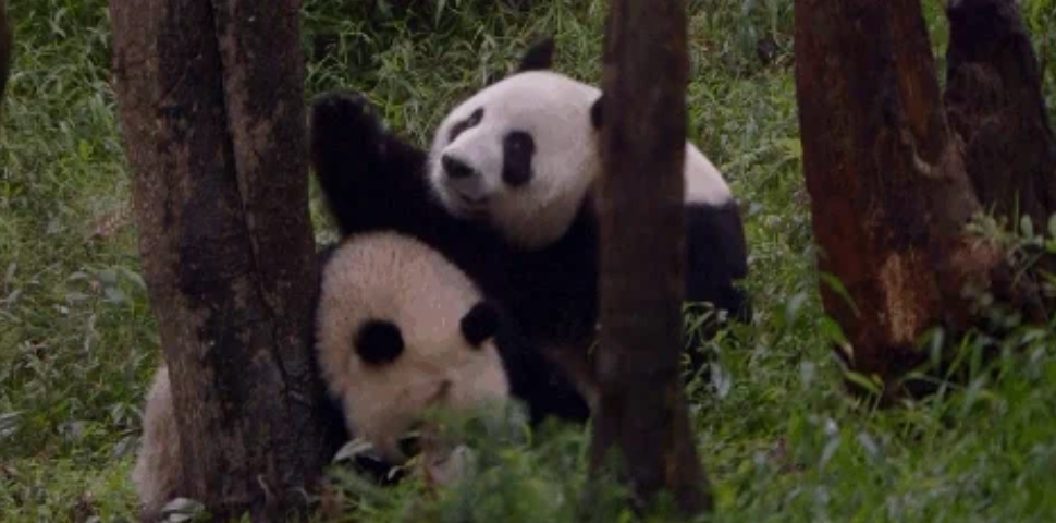 Two pandas playing and resting among trees in a grassy area