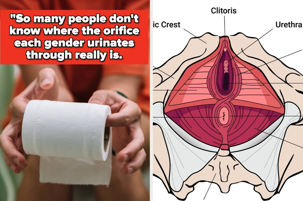 Split image: Left shows hands holding a toilet paper roll. Right is an anatomical diagram of female genitalia focusing on urethra location