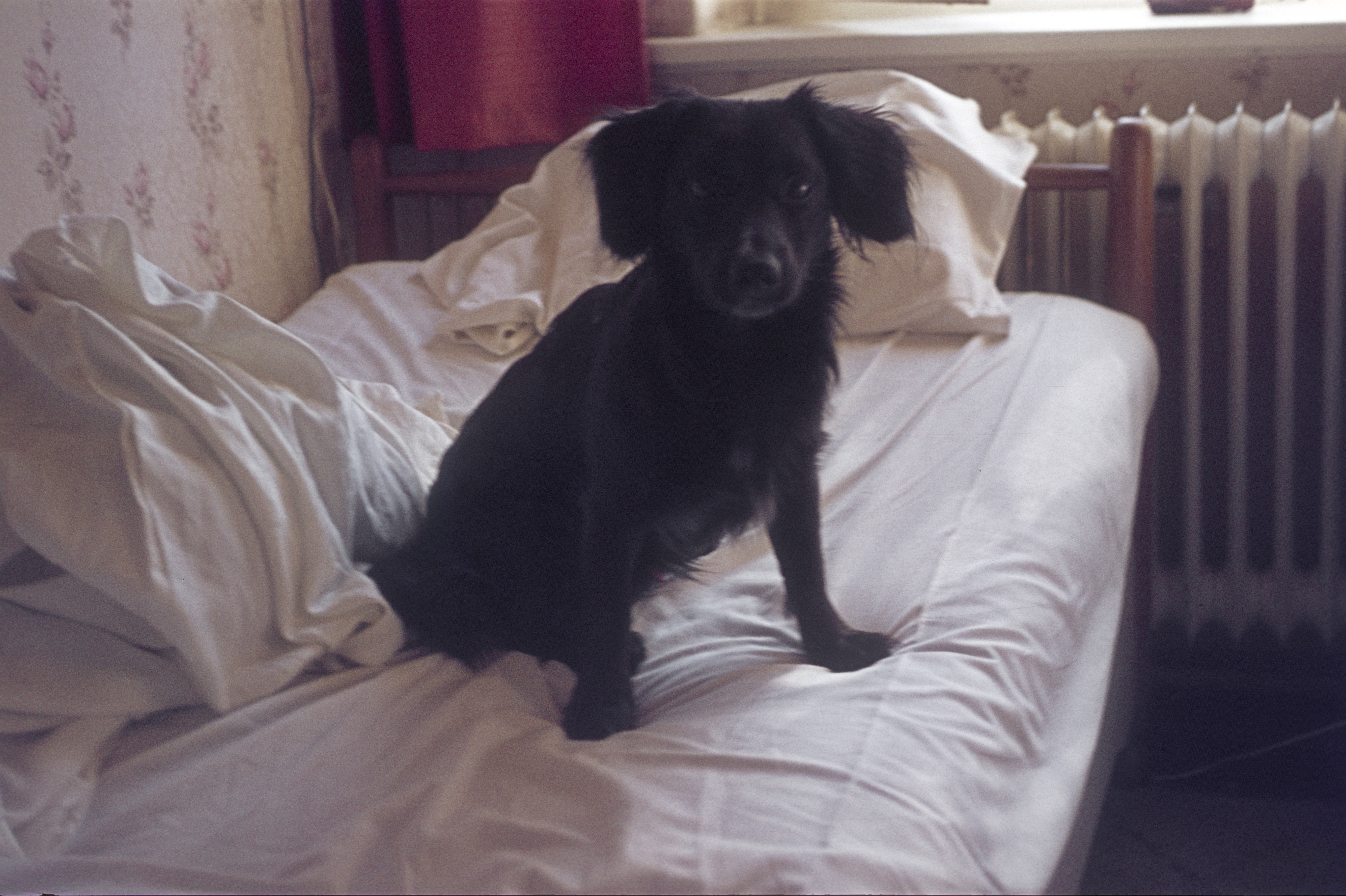 En liten hund sitter på en usminket seng ved siden av en radiator i et koselig rom