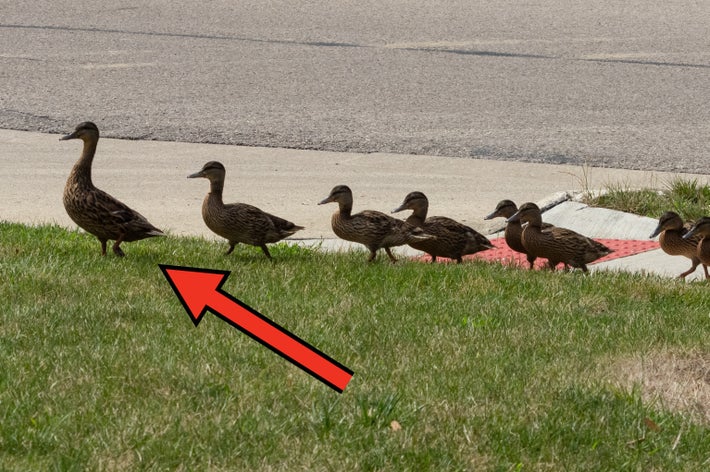 草地を横切る7羽のカモの群れ。舗装道路の近くを歩いている。