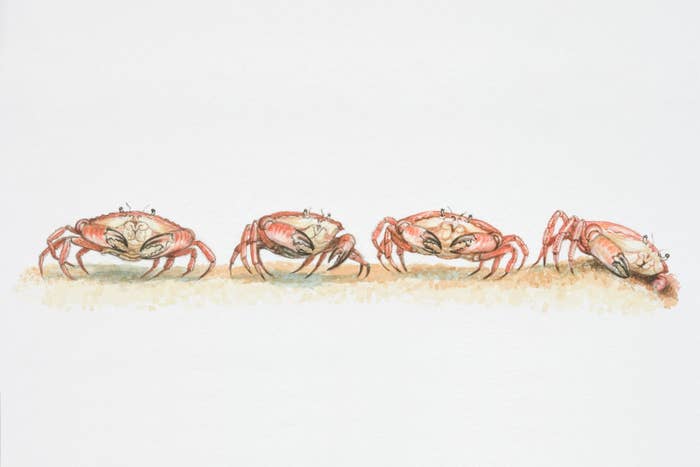 砂の上を横並びに歩くカニのイラスト(Dorling Kindersley / Getty Images/Dorling Kindersley RF)
