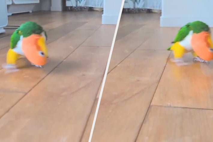 インコが室内の木の床を歩いている場面。
