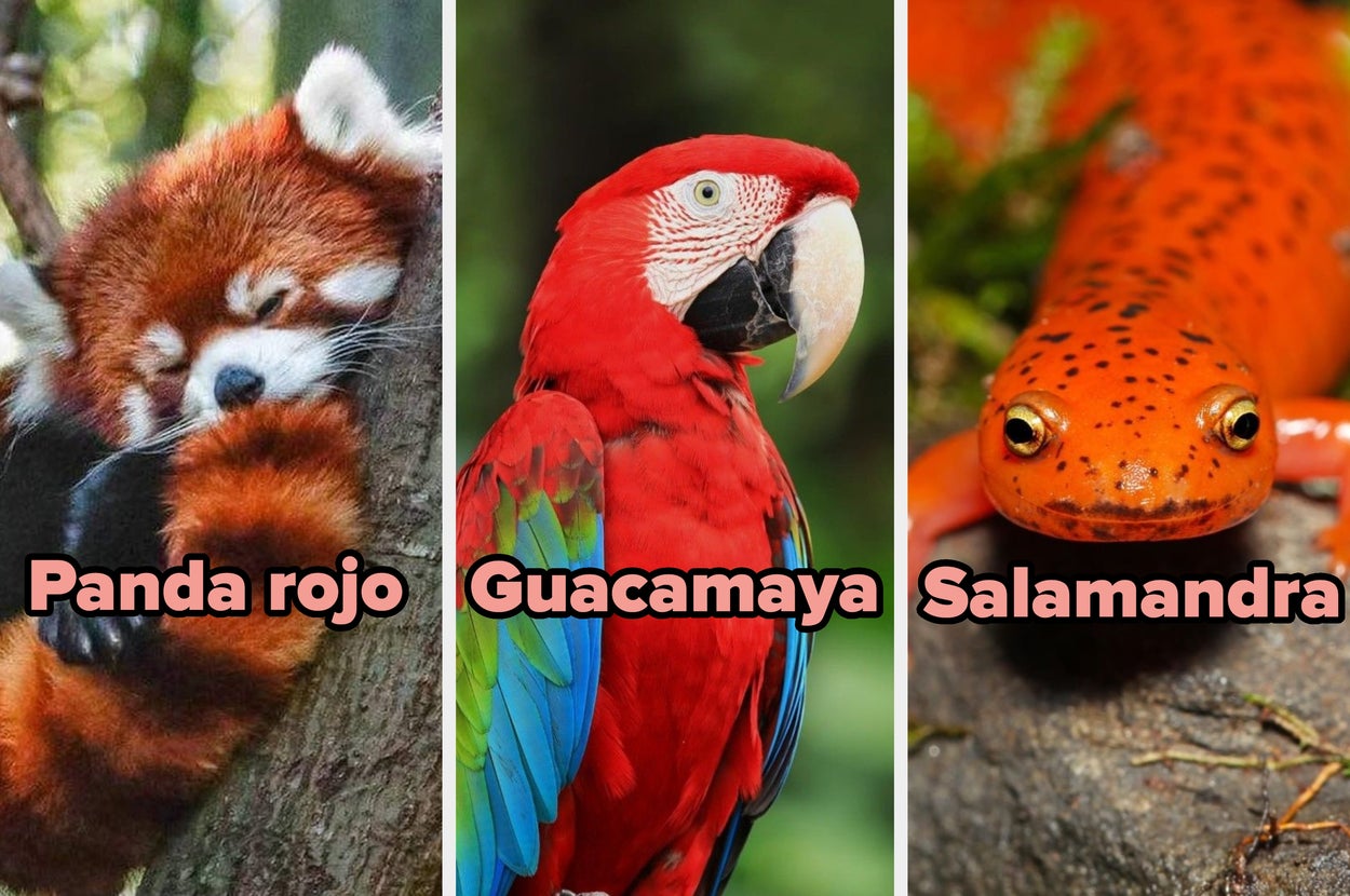 Tres imágenes de animales con texto: un panda rojo durmiendo, una guacamaya y una salamandra roja