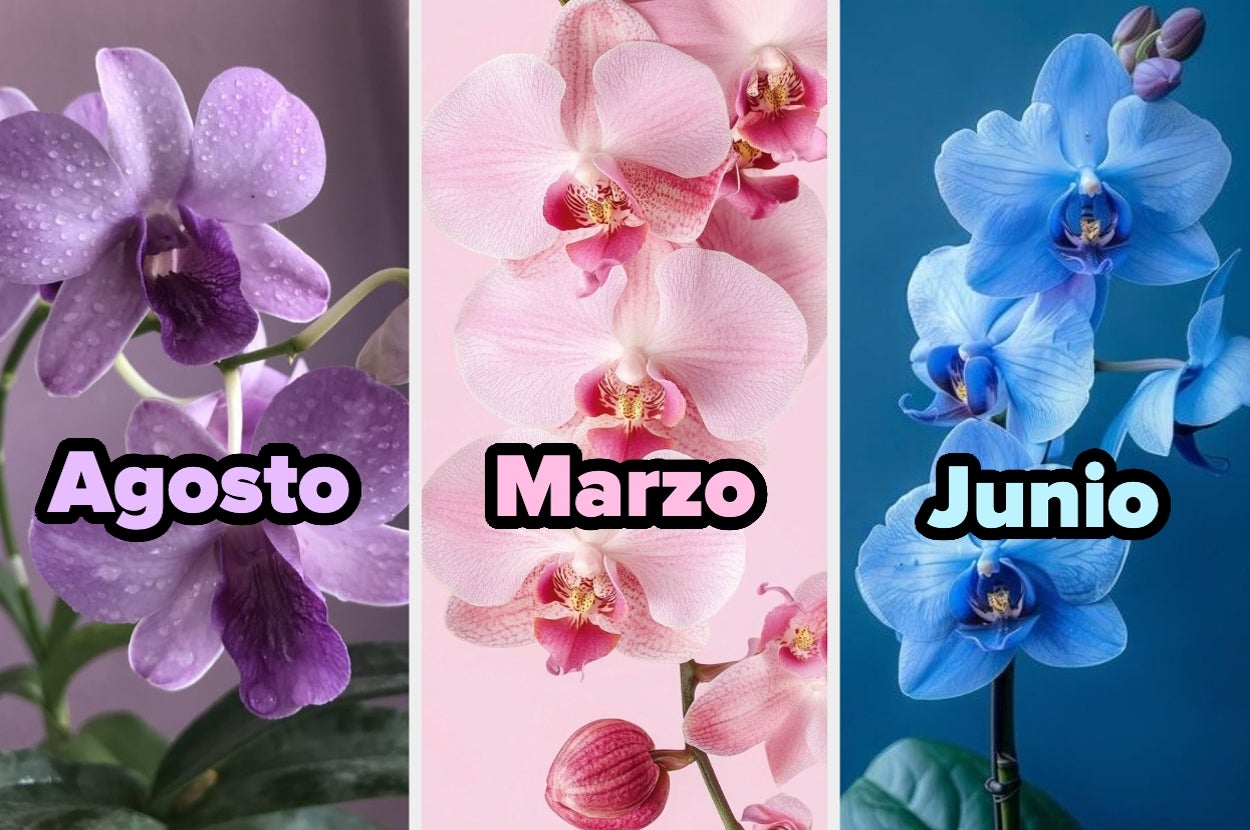 Tres orquídeas etiquetadas por mes: agosto, marzo y junio, cada una con un color y fondo distintivo