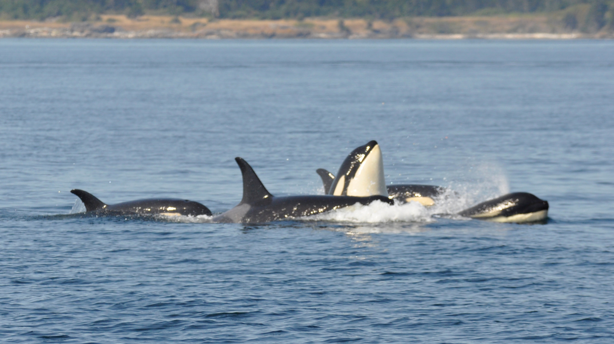Orcas swimming in a pod with dorsal fins above water, one orca partially breaching. Calm ocean with distant shoreline