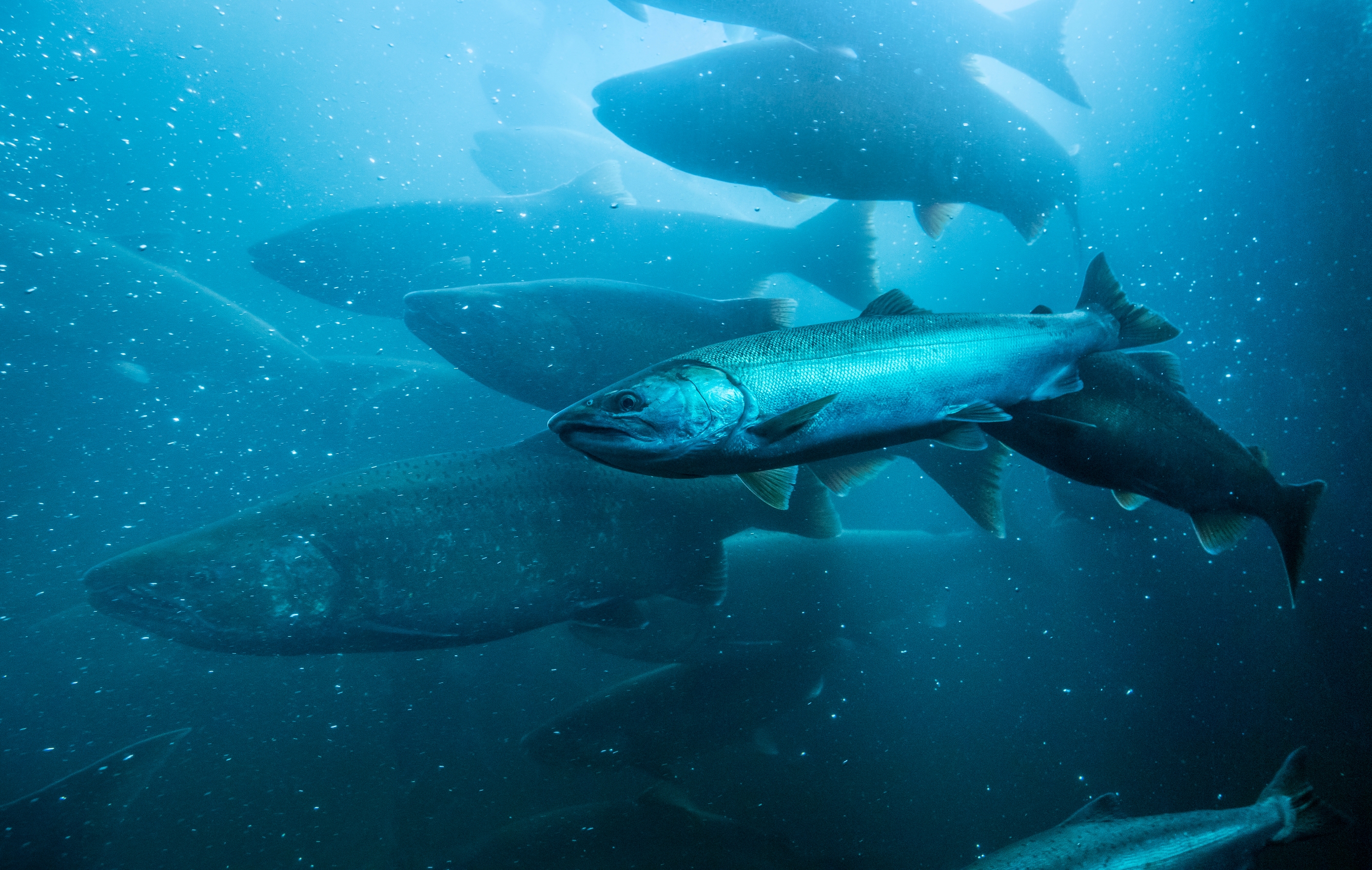 Fish swimming underwater in a group against a deep aquatic backdrop