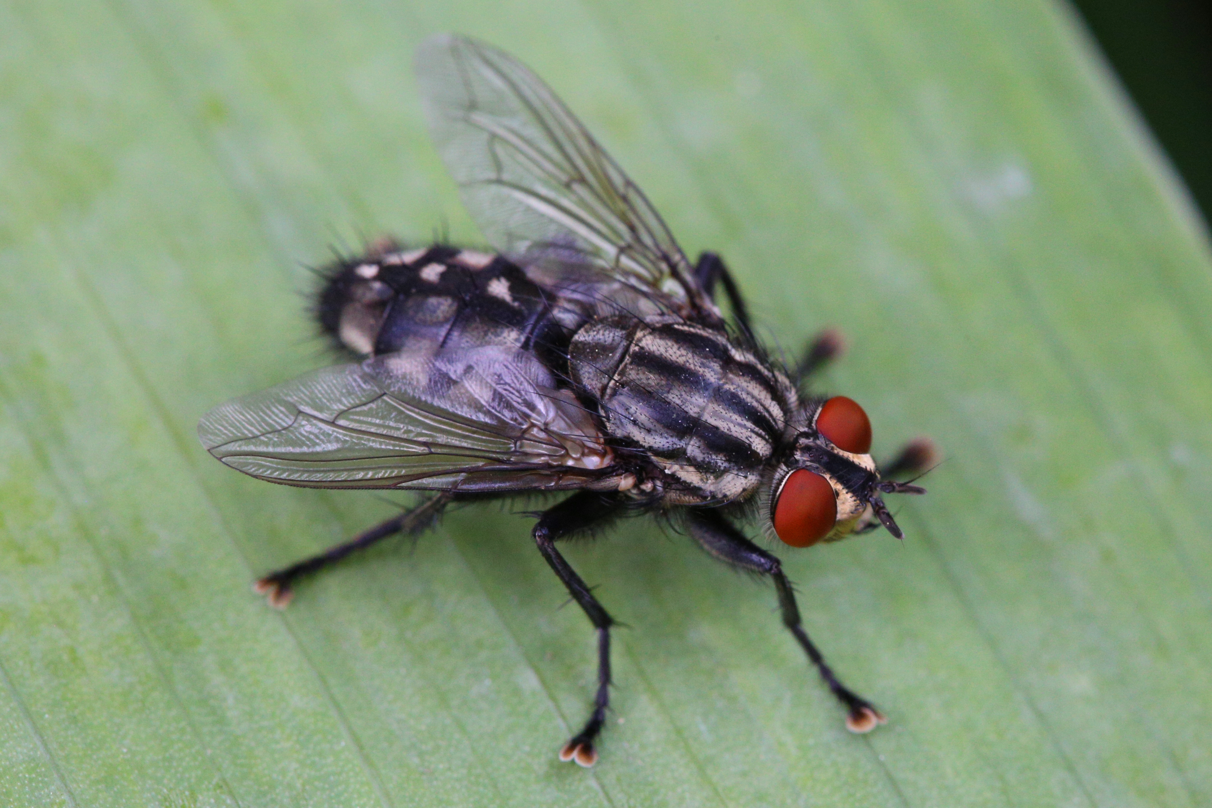 Close-up of a common housefly with detailed wings and eyes, resting on a leaf surface