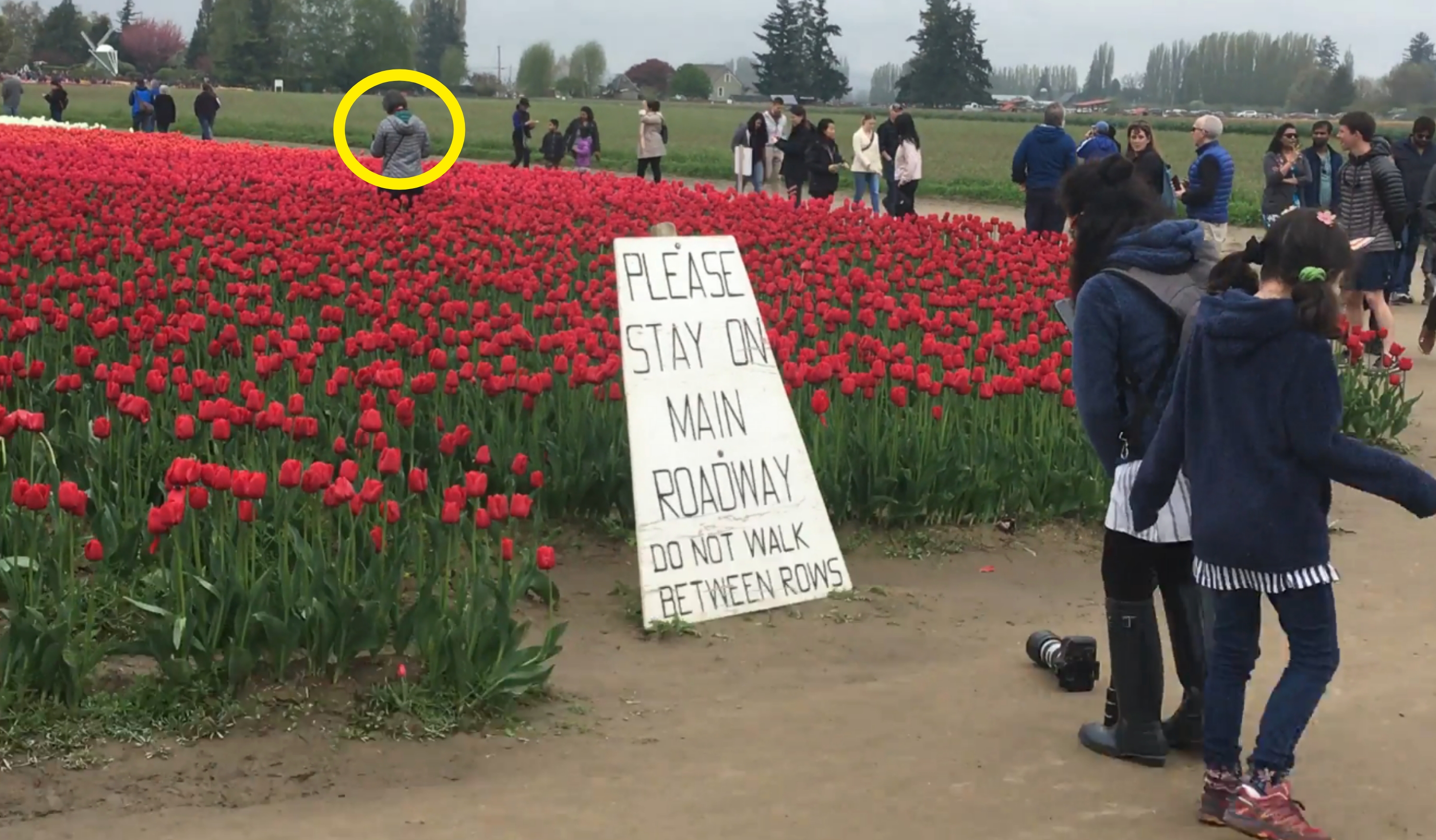 A sign amidst a tulip field reads, &quot;Please stay on main roadway. Do not walk between rows.&quot; A woman is standing between rows