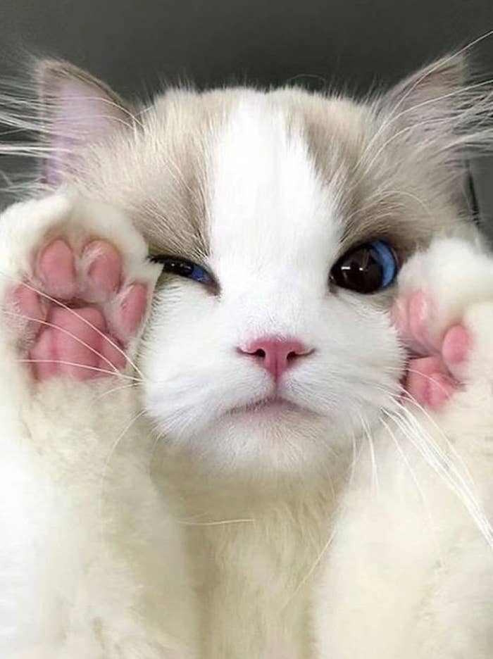 Gatito de ojos disparejos, uno azul y otro marrón, posa con patas delanteras levantadas junto a su cara, mostrando sus almohadillas rosadas